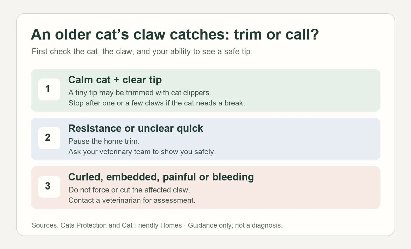 Decision map for an older cat's snagging claw: trim only a clear tip on a calm cat, pause when the quick is unclear, and contact a veterinarian for a curled, embedded, painful, or bleeding claw.