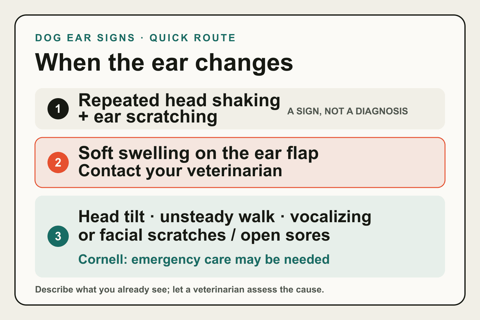 Three-step dog ear-sign guide showing repeated head shaking, soft ear-flap swelling, and severe balance or facial-injury cues.