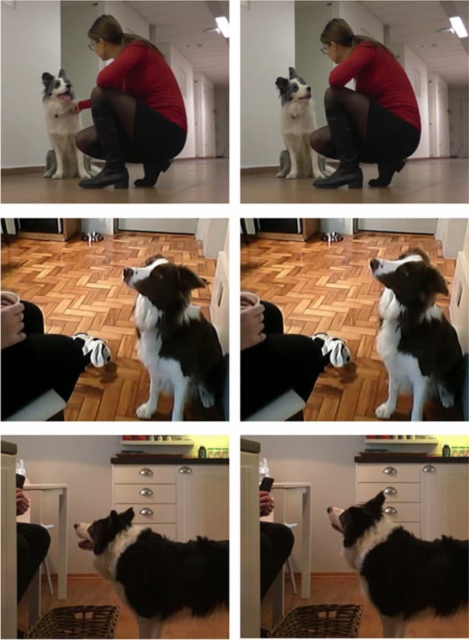 Three dogs shown in paired study photographs: just before a head tilt on the left and during the tilt on the right.